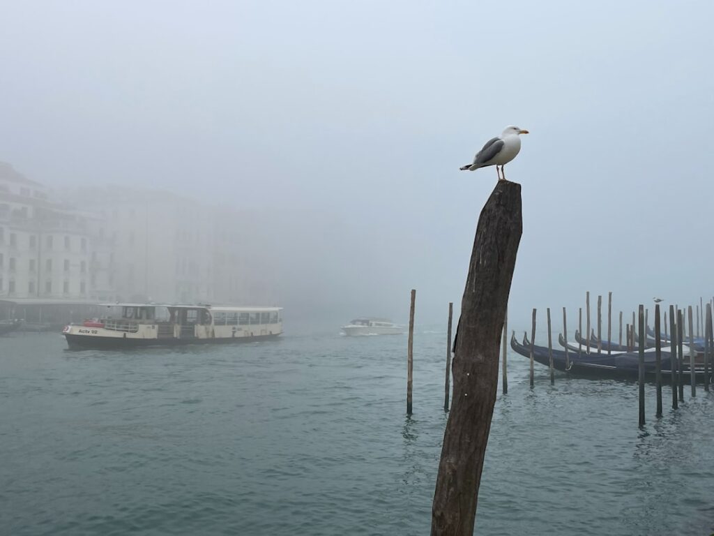 Venice canal morning mist spring