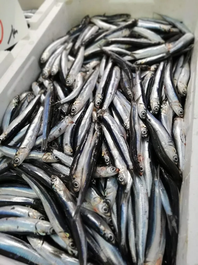 Caisse remplie d'anchois argentés fraîchement pêchés au marché de Venise