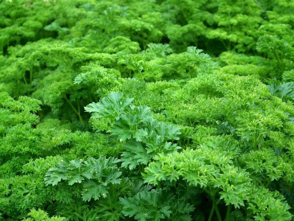 Massif de persil frisé vert, aromate utilisé pour les cicchetti vénitiens