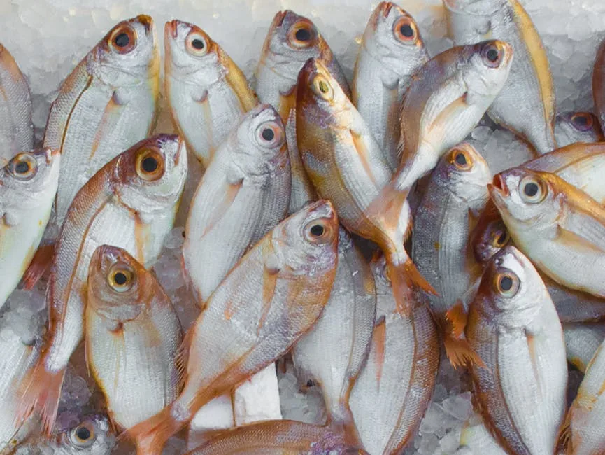 Poissons frais sur glace au marché de Venise, yeux brillants